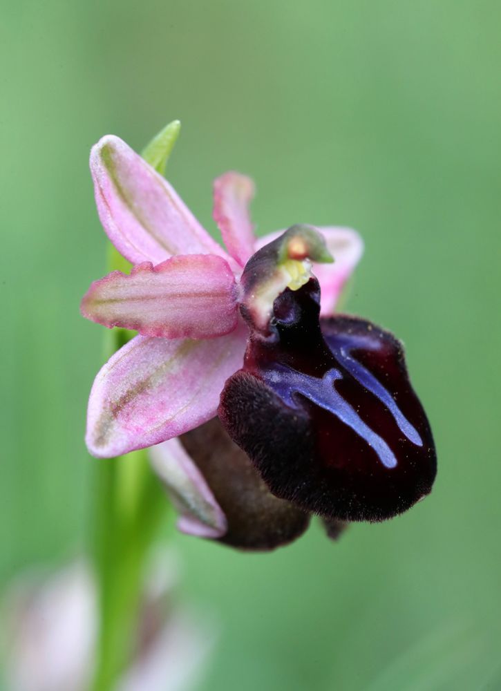 Ophrys sipontensis, Gargano Peninsula © Jon Dunn
