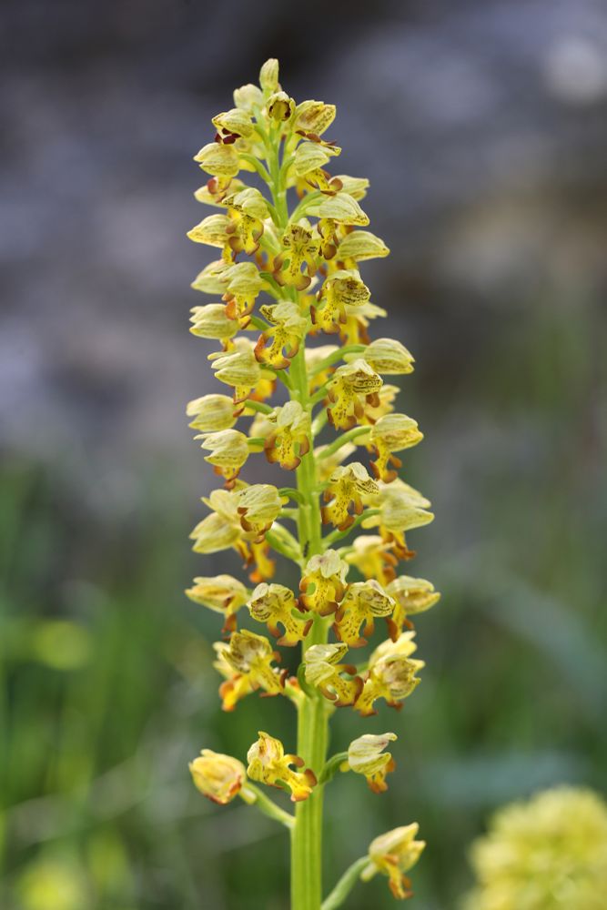 Orchis punctulata © Jon Dunn
