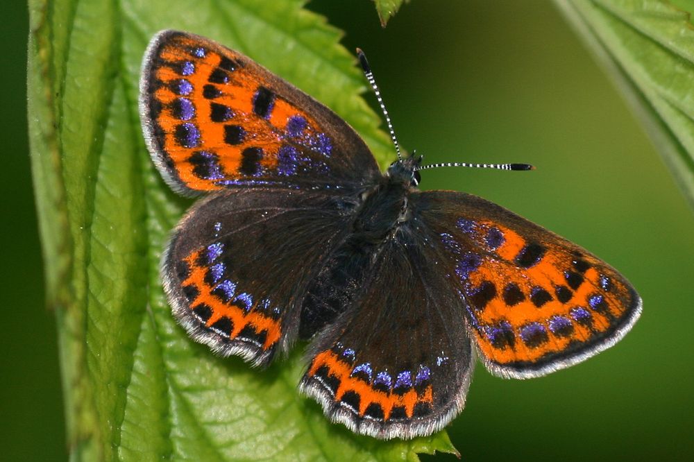 Violet Copper (Lycaena helle) © Clive B
