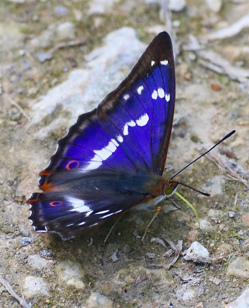Purple Emperor (Apatura iris) © Clive Burrows
