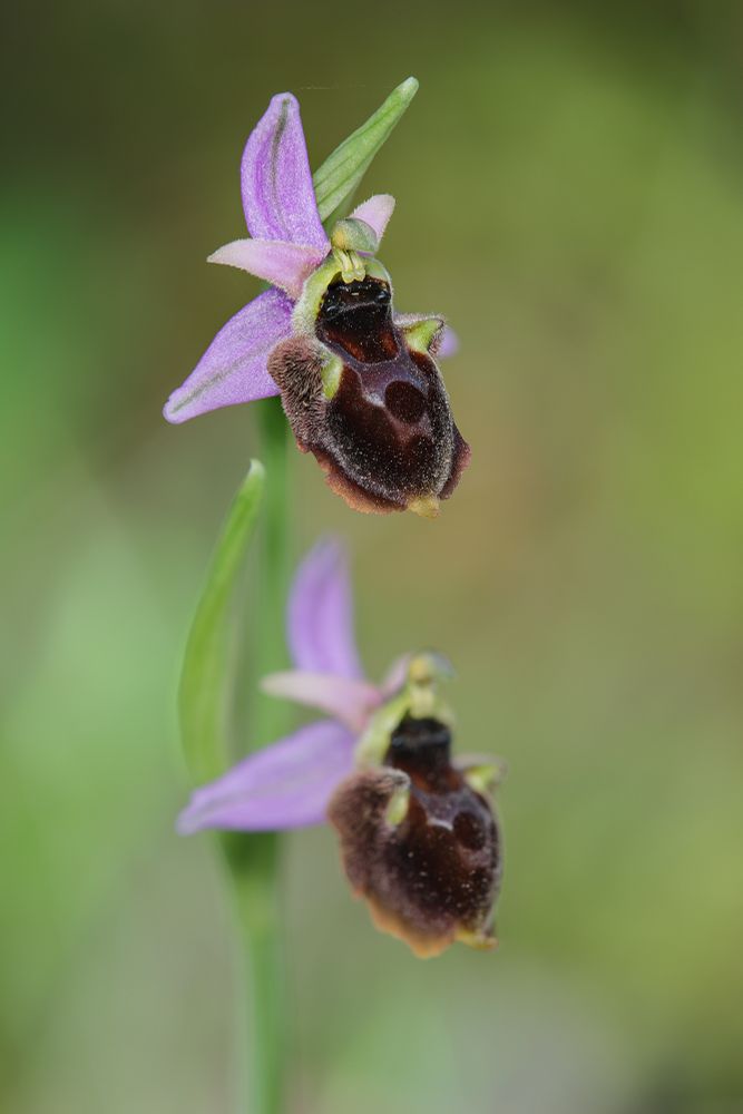 Ophrys panattensis © Michele Viganò

