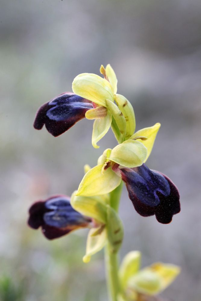 Ophrys iricolor © Jon Dunn
