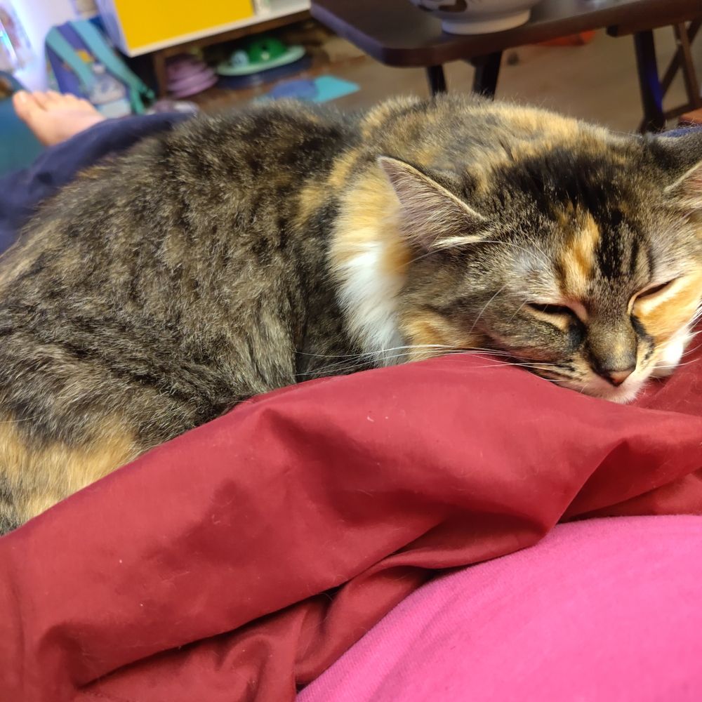 Young calby cat sleeping on a red blanket on a lap