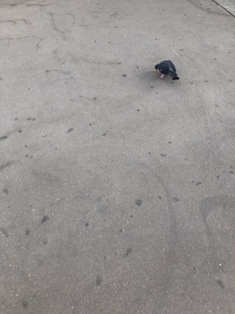 a pigeon in paris eating smth on the ground