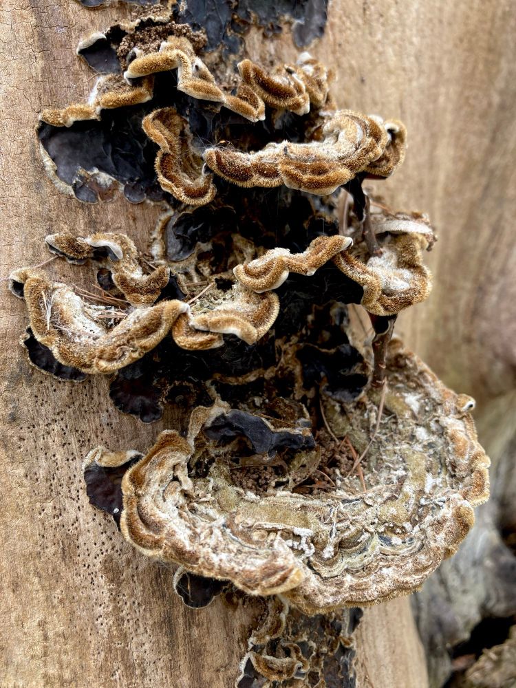 Wavy brown mushrooms on the side of a barkless tree stump. 