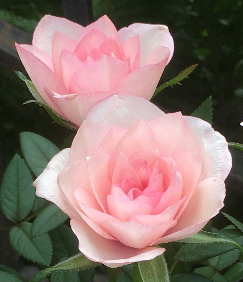 A photo of two beautiful pale pink roses. 
