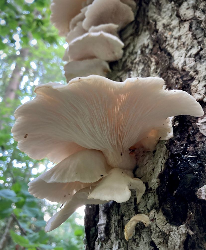 Pale slightly yellow-brown tinted oyster mushrooms growing like shelves on a birch, seen from below. It’s a stemless gilled mushroom, slightly wavy at the rim.