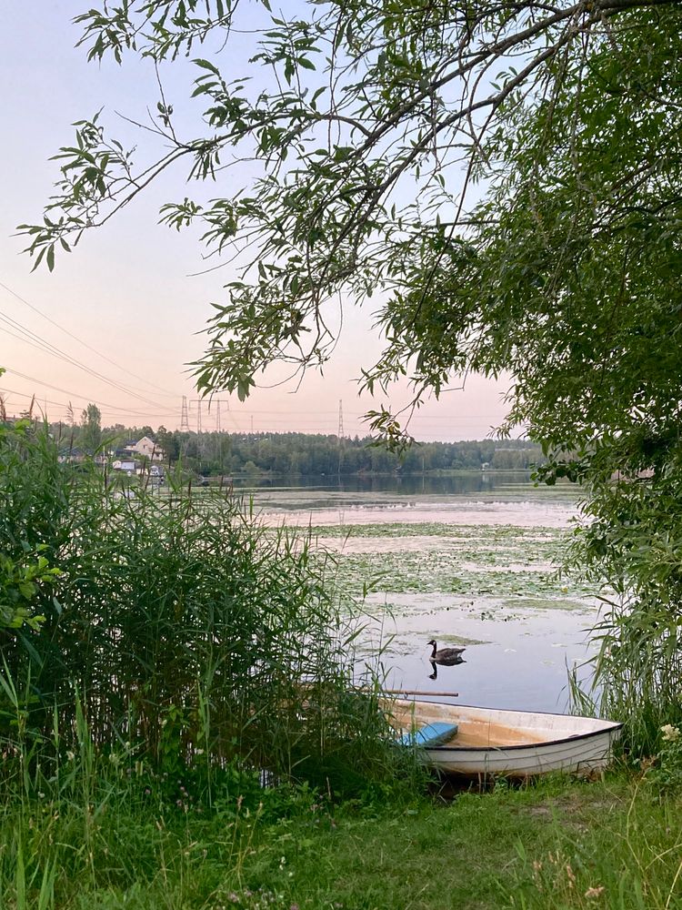 A view over a lake at sunset. The sky is a pale pastel pink to pastel blue. The colours reflect in a still lake with water lilies and a Canada goose. In the foreground is a grassy shore, some reeds, a tree and a white rowboat partially pulled up on land. It’s a very calm and still scene. 