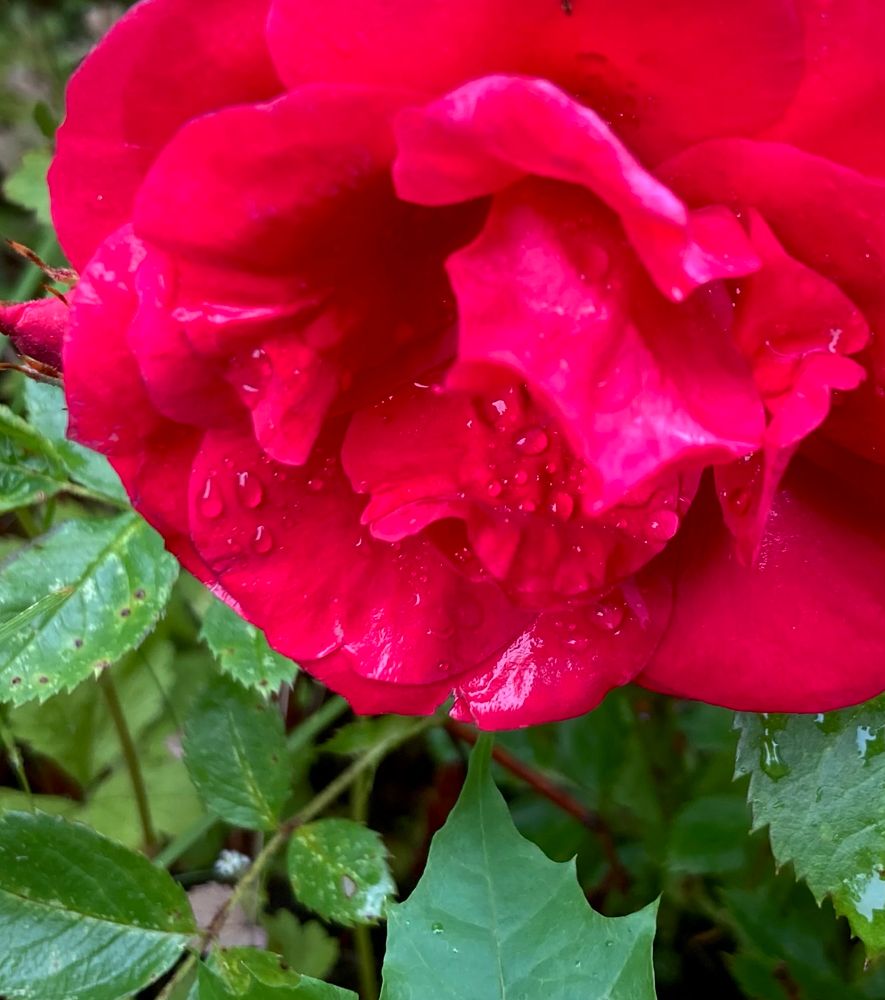 A bright fuchsia pink rose with raindrops on the petals. 