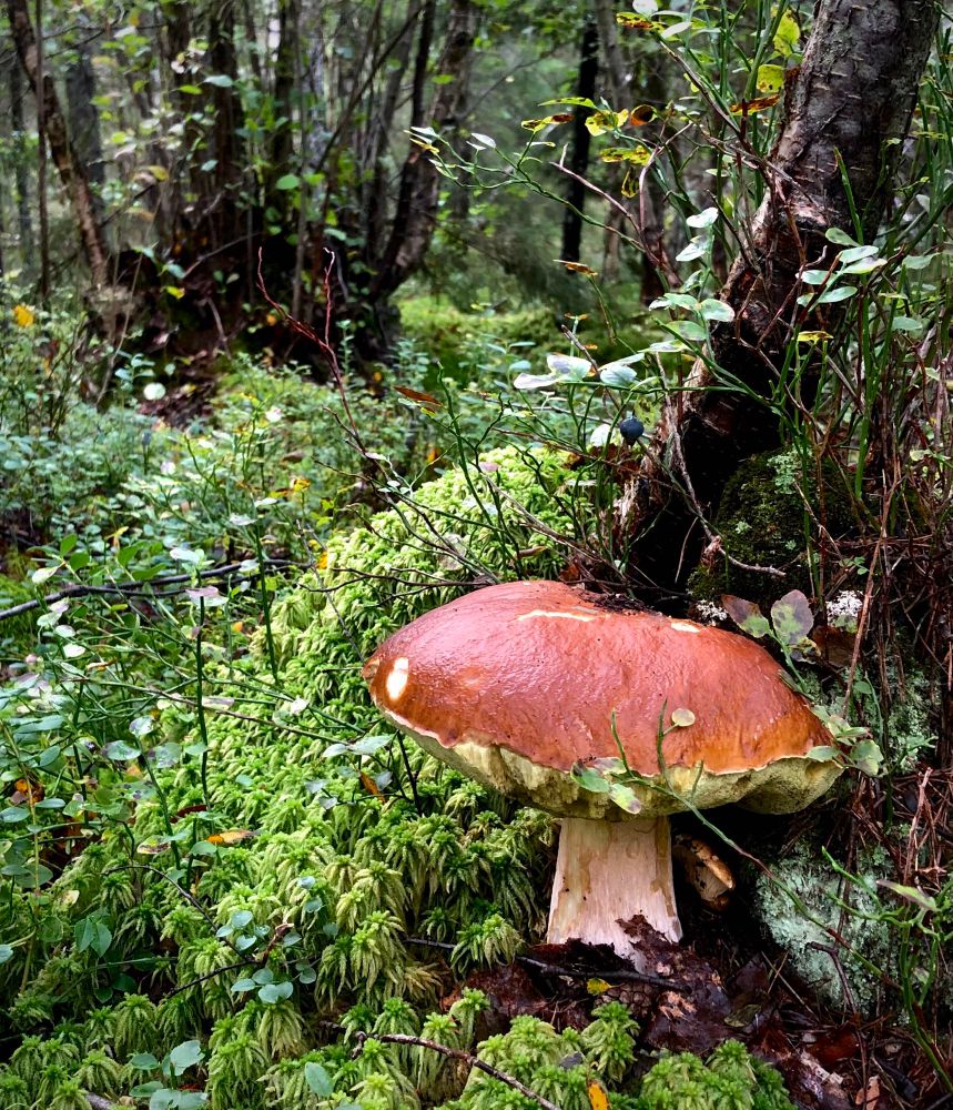 A fairly large bolete with a brick red cap growing at the base of a thin birch. The ground is covered in thick moss with a few thin and nearly leafless blueberry bushes. The terrain is very uneven and wet in the low areas, and further back the vegetation is dense with thin young birches, hazels and other shrubby trees. 