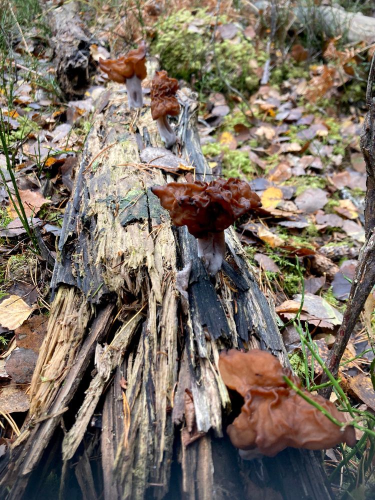 Fungi with brown wrinkly caps and a white stem growing in a row on a decaying log. 