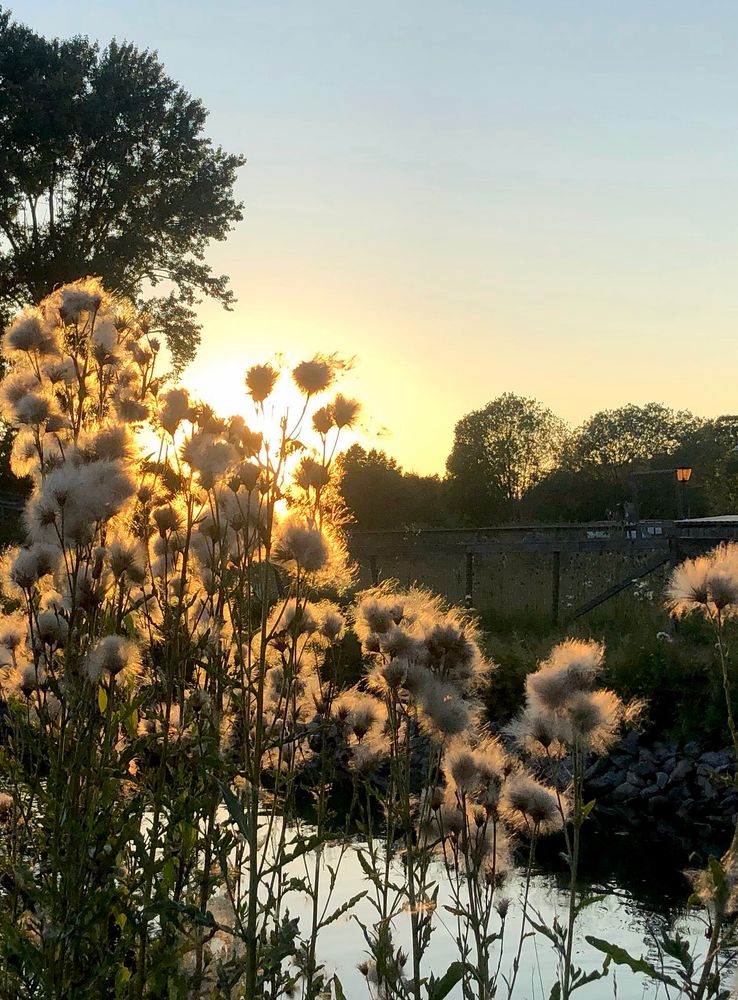 A sunset sifting through downy thistles. A pond behind the thistles reflects the sky and some trees behind the pond. 
