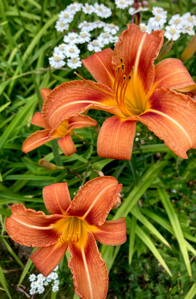 Two orange daylily flowers with green leaves in thw background. 