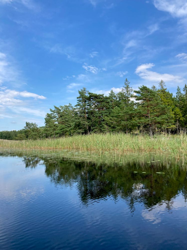 A blue sky with a few clouds and an opposite shore with trees and reeds reflected in a lake. 