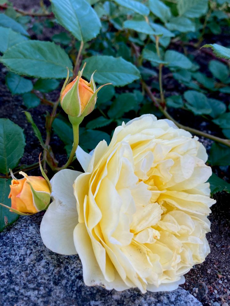 A yellow rose resting on a rock wall of a raised flower bed. There are two orange buds on the same branch, and some dark green rose leaves in the background. 