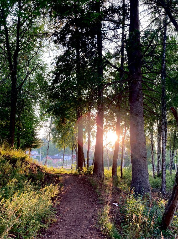 A path through a forested area leading out on a field. on the far side of the field are some houses. The sun is setting right ahead and sifts through the trees, casting golden highlights on the ground vegetation. 