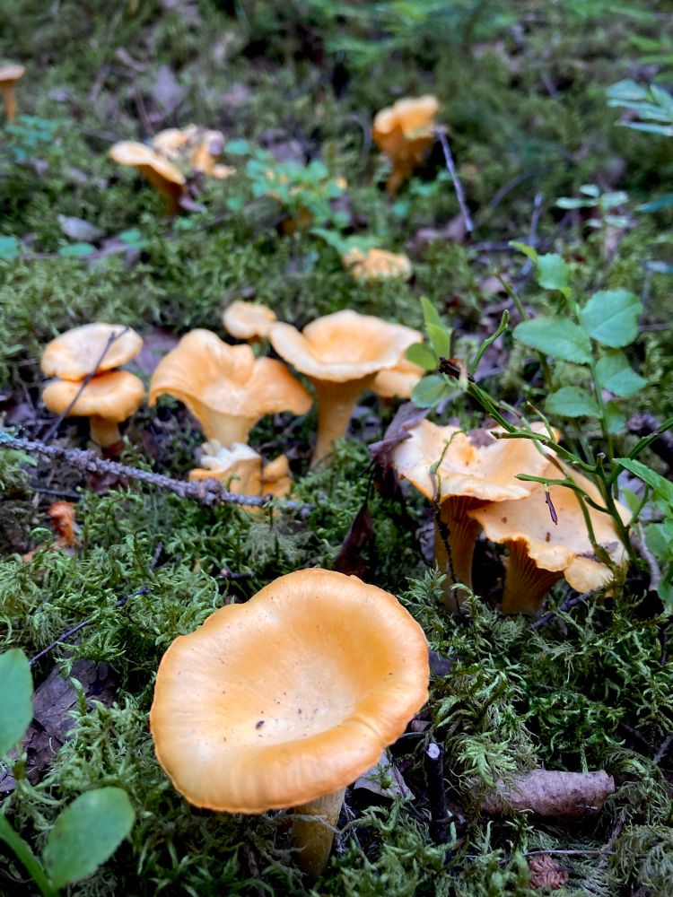 Chanterelles growing on mossy ground. 