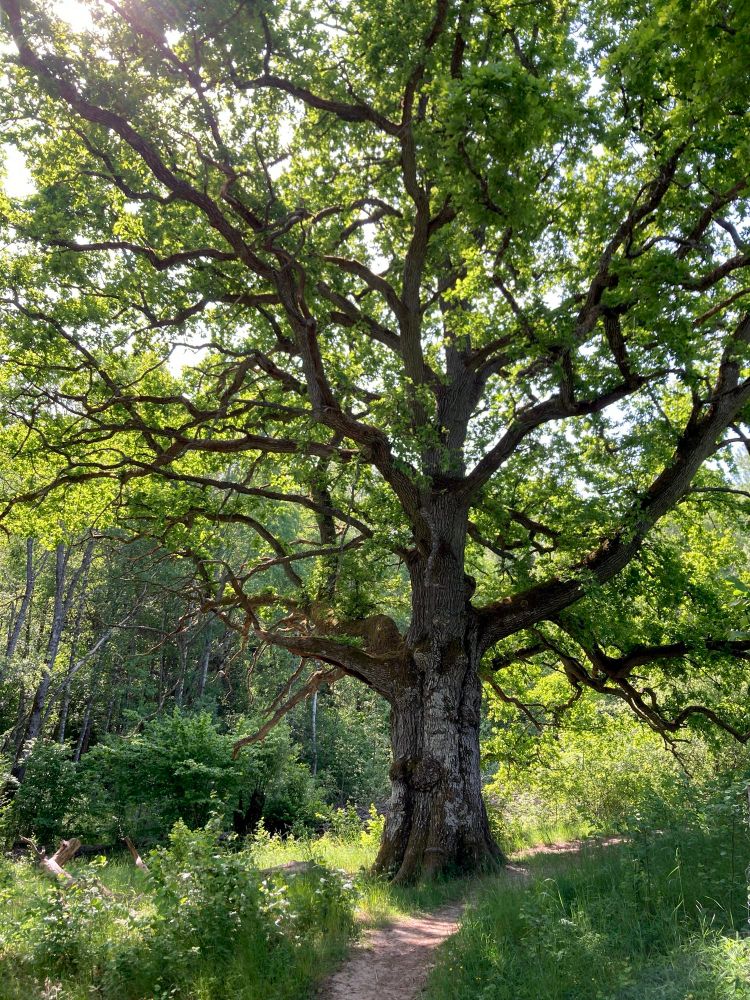 A large oak surrounded by a green meadow, with a path leading up to the oak. There’s a conifer forest in the background. 