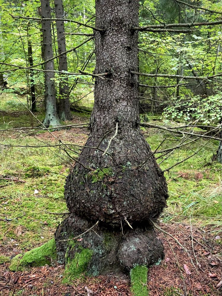 A photo of the trunk of a spruce, where the lower part of the trunk is swollen to twice the diameter of the trunk just above the swelling. 