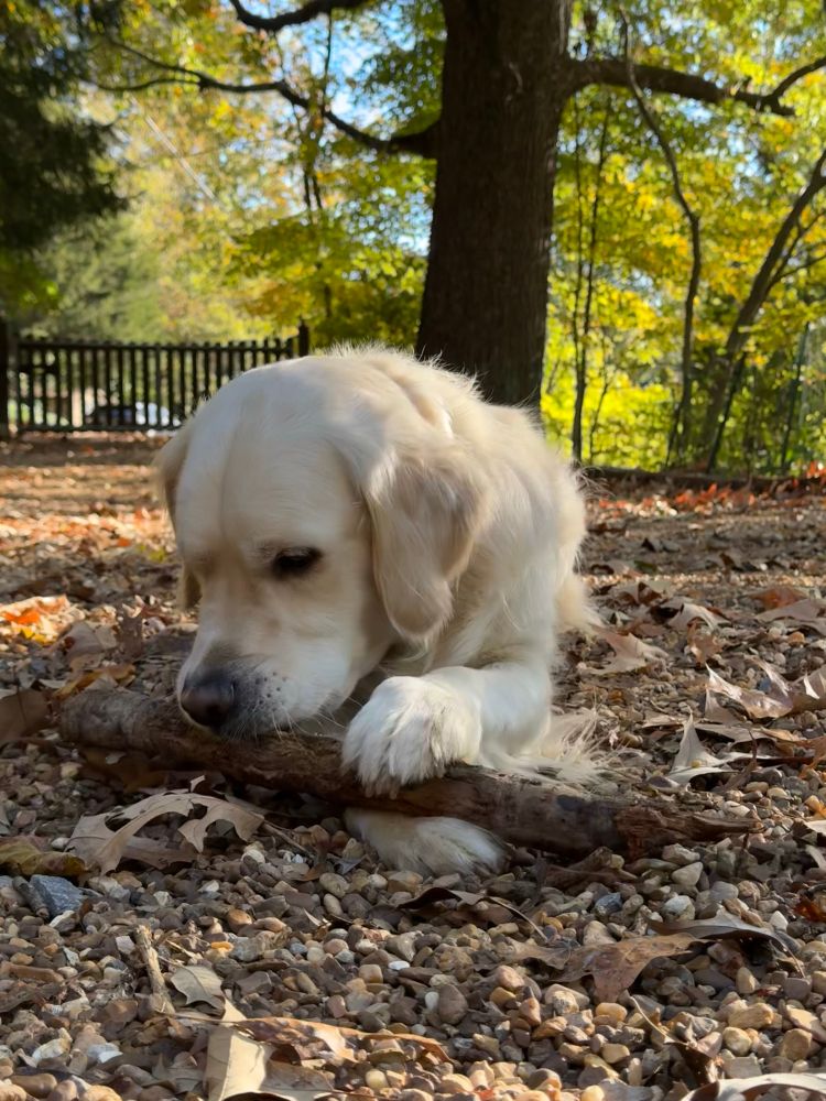 White golden retriever laying down on gravel chewing a big stick. Trees behind him. 