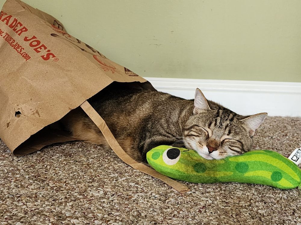 Tabby cat asleep in grocery bag with his head on a pickle shaped toy.