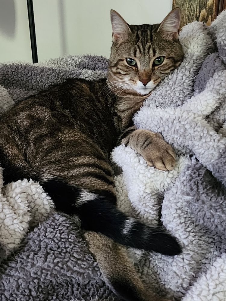 Tabby cat sitting on a fuzzy blanket with his tail crossed over his back leg, looking at the camera.