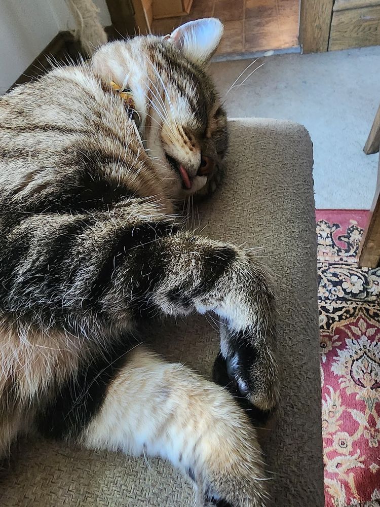 Tabby cat sleeping with his tongue out