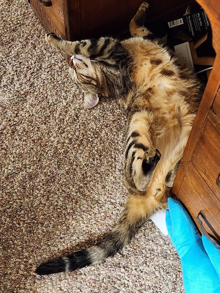 Brown tabby cat under a desk in a silly position.