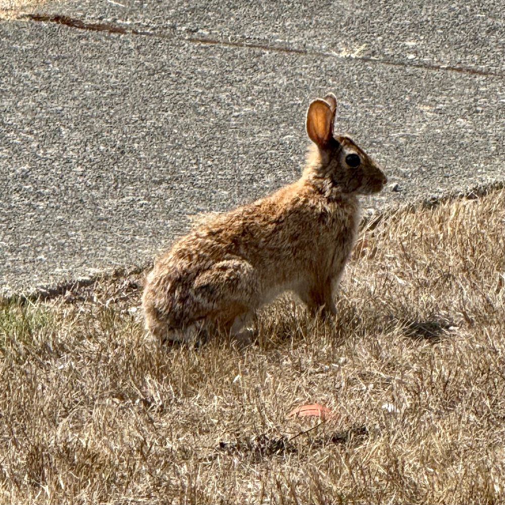 Cottontail rabbit 
