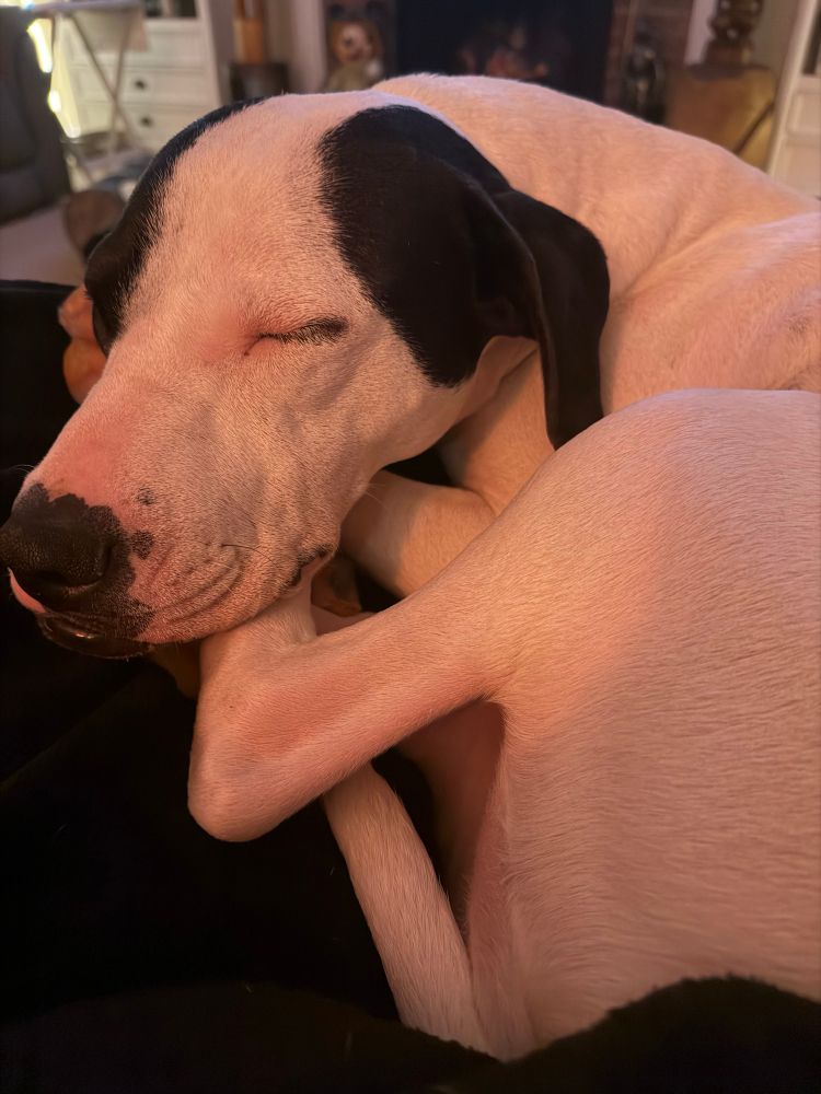 Large black and white puppy curled into a ball on a black blanket. 