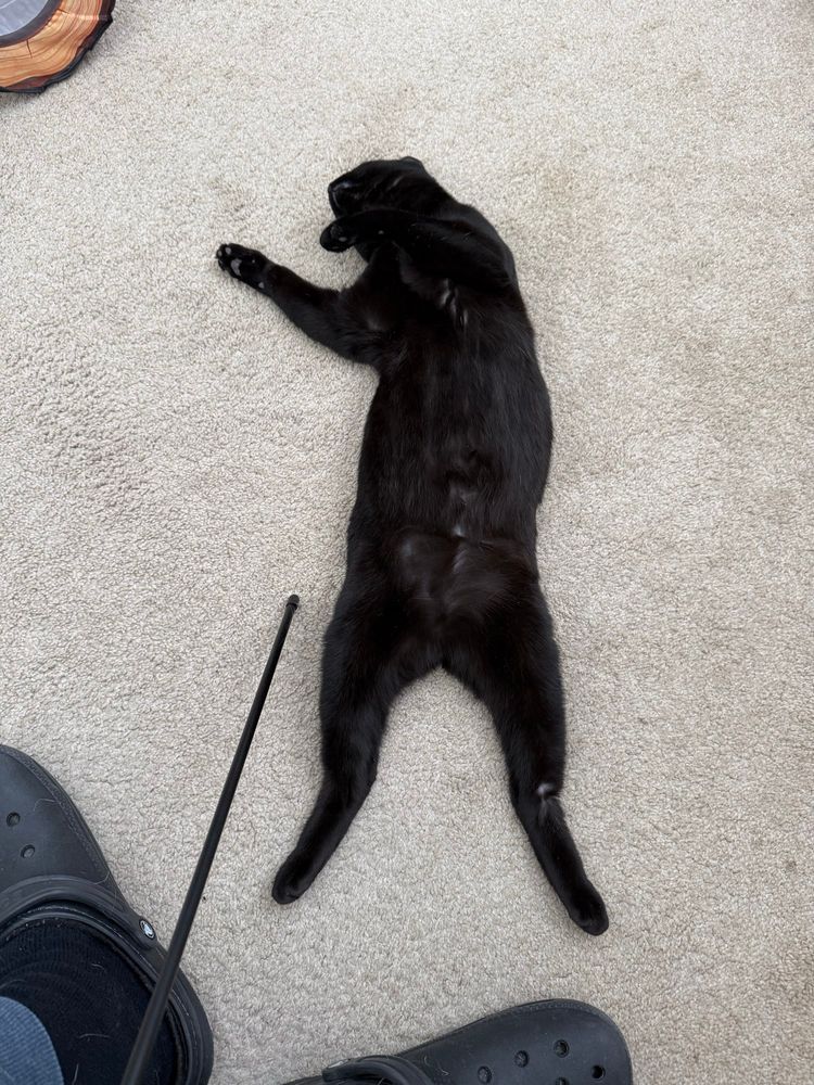 Black kitty sprawled out on the floor, laying next to her favorite toy, wondering why no one will play with her. 