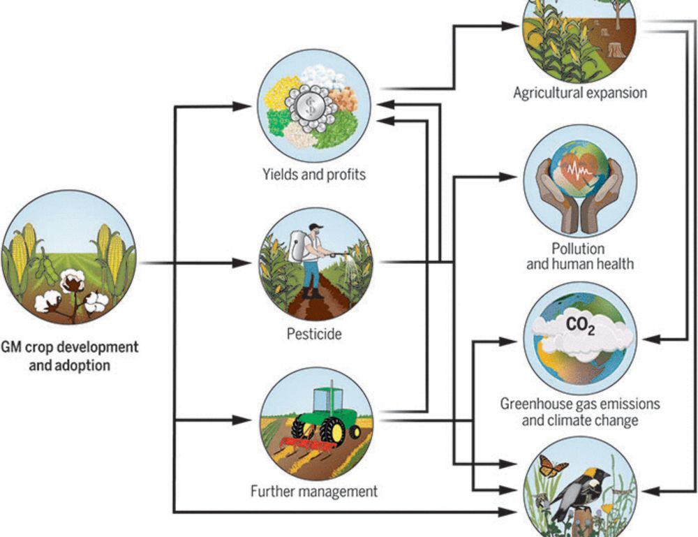 Environmental impacts of genetically modified crops