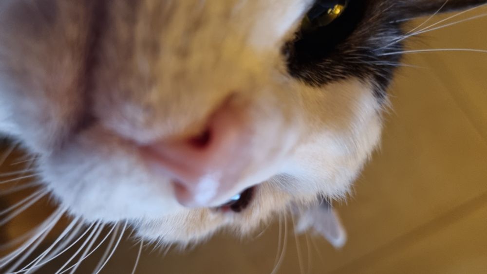 Tortoiseshell cat looking at you from above. very close so the nose is slightly blurry