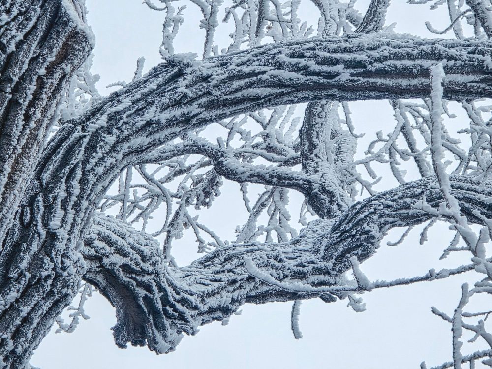 Frosty tree 