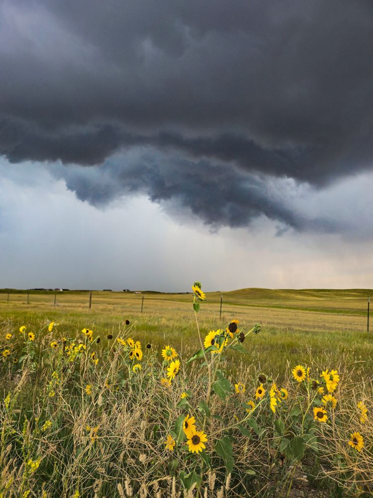 Storm and sunflowers