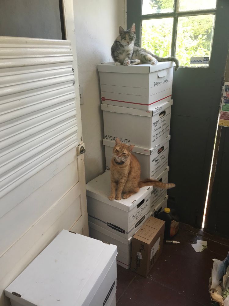 Two cats are sitting on white banker’s boxes in an enclosed porch. Grace, a dilute torbieco, is on top of a large stack of boxes and level with the door’s windows. Cypress, an orange tabby, is on top of a shorter stack. Both are looking at the camera. 