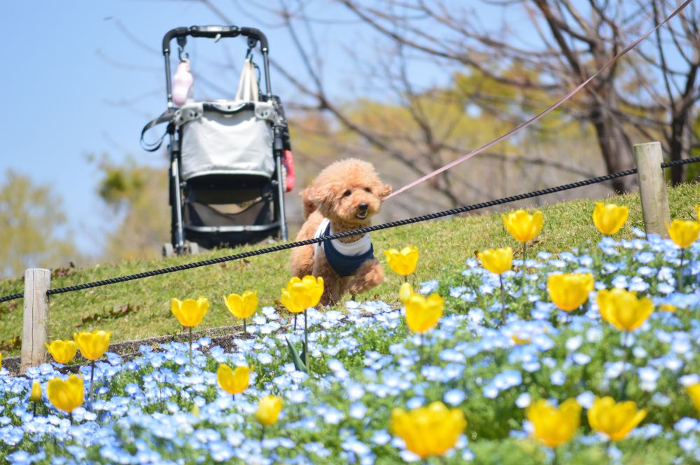 青いネモフィラと黄色いチューリップ走る犬