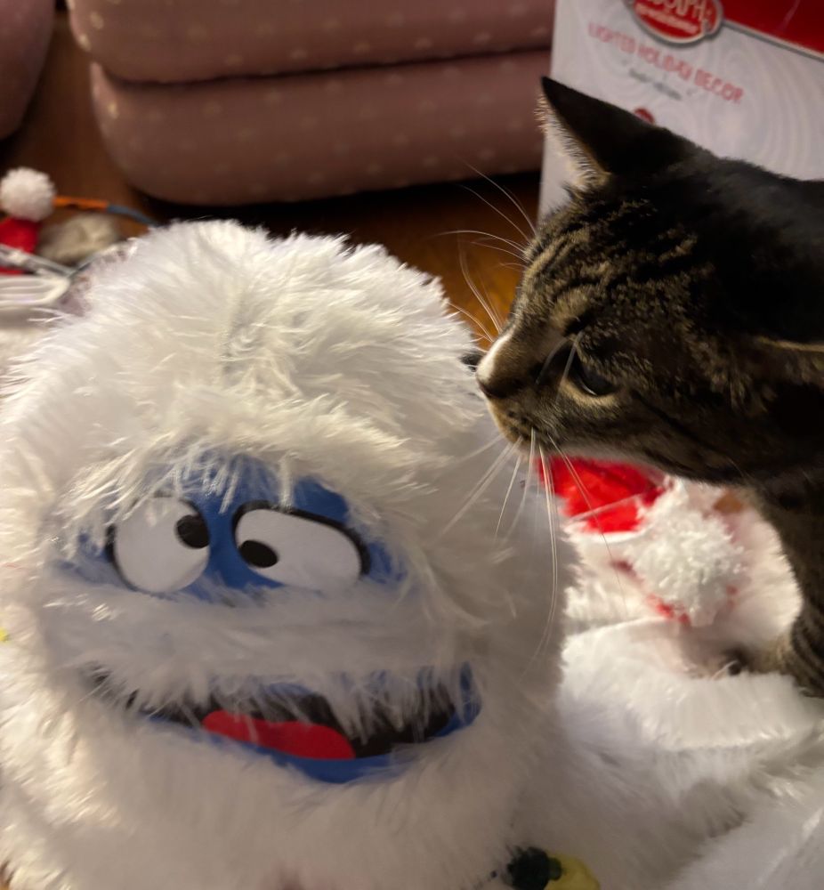 A cat named Coley sniffing the head of a bumble