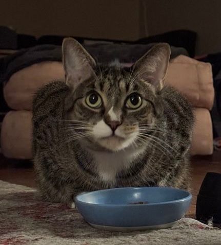 Cat in front of a food dish looking slightly up with uncertainty