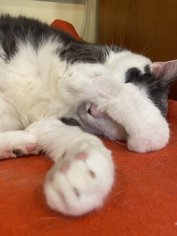 A grey and white cat is sleeping with his right forepaw wrapped over his face, covering his eyes.  