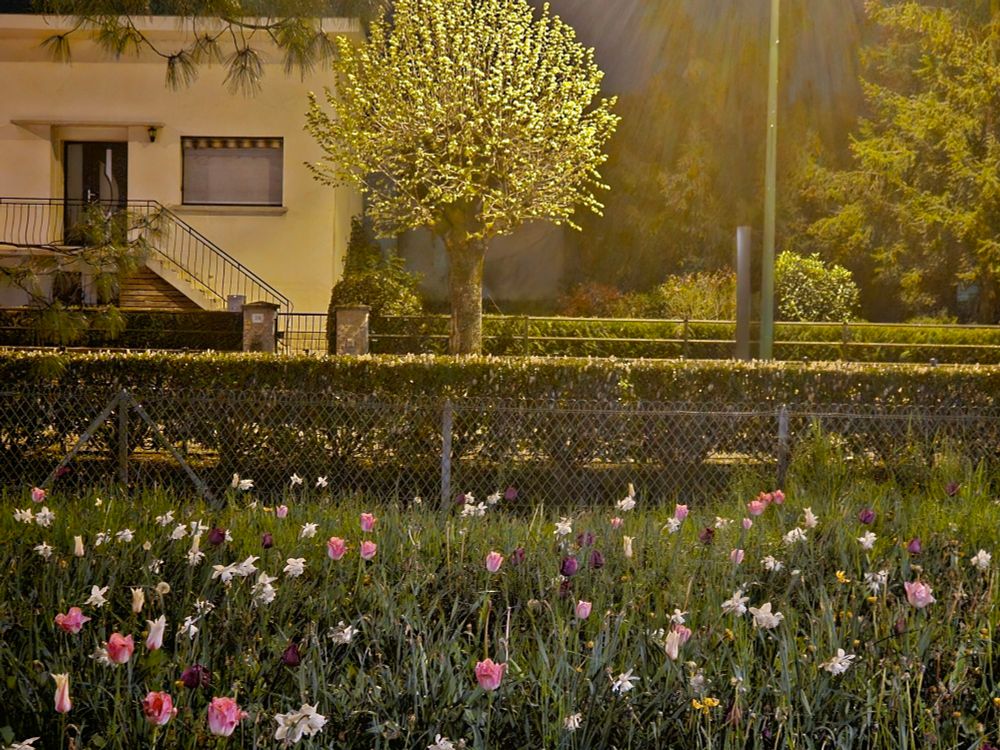Un parterre de fleurs blanches et rose foncé dans la pénombre du soir tombant avec, un arrière plan, une petite haie derrière laquelle une petite maison et un arbre sont éclairés par un réverbère.