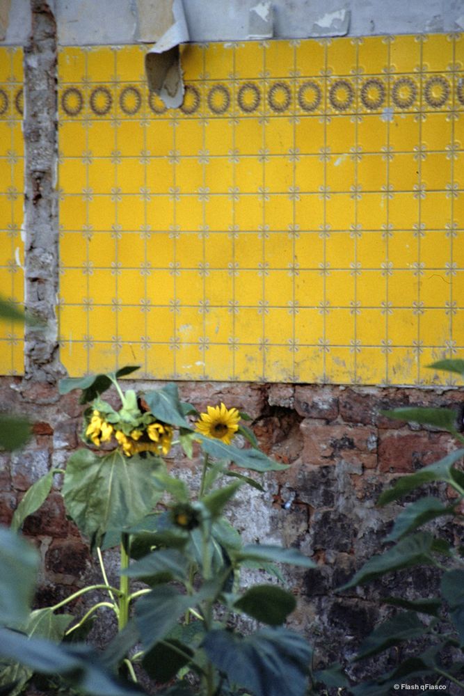 color photograph of sunflowers (real) in foreground; bckgnd: a torn-down bldg. exposing a sunflower-tiled inner wall. copyright Flash qFiasco