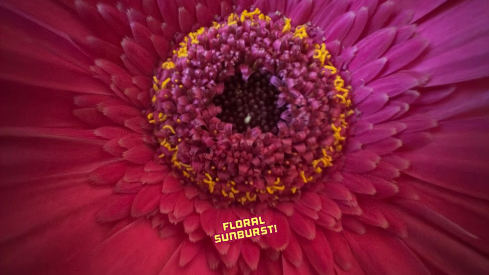 Floral Sunburst!