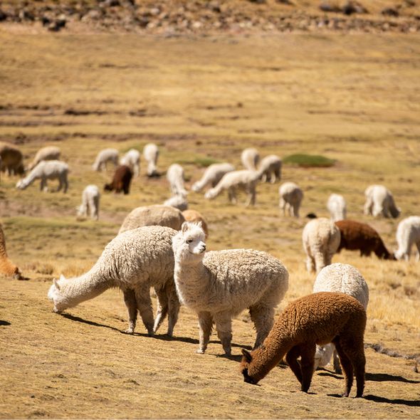 White and brown alpacas can be seen eating grass.
