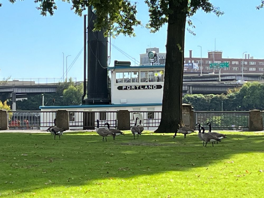 Live shot from downtown Portland. 
Canadian reinforcements have arrived. 
#PortlandStrong