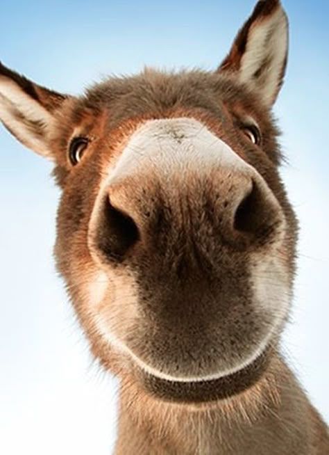 A close-up photo of a curious donkey’s face, nose front and center, with a blue sky in the background.