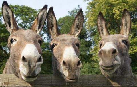 3 donkeys looking over the fence into the camera with trees in the background. 