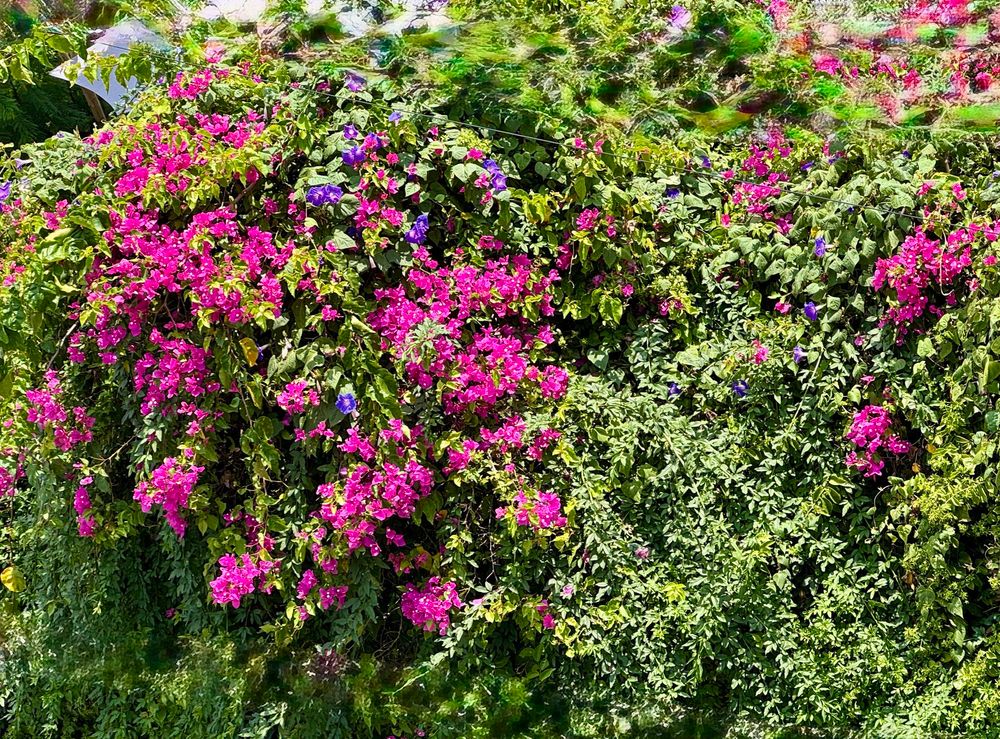A larger bush with a mix of Bougainvillea and Morning Glories climbing together.