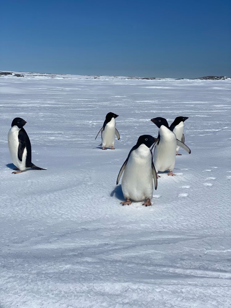 A group of 5 adelie penguins are standing on snow on the sea ice. In the back ground are brown rocky outcrops, these are the Swain Islands. The sky is blue with no clouds. It’s a perfect Antarctic summer day 