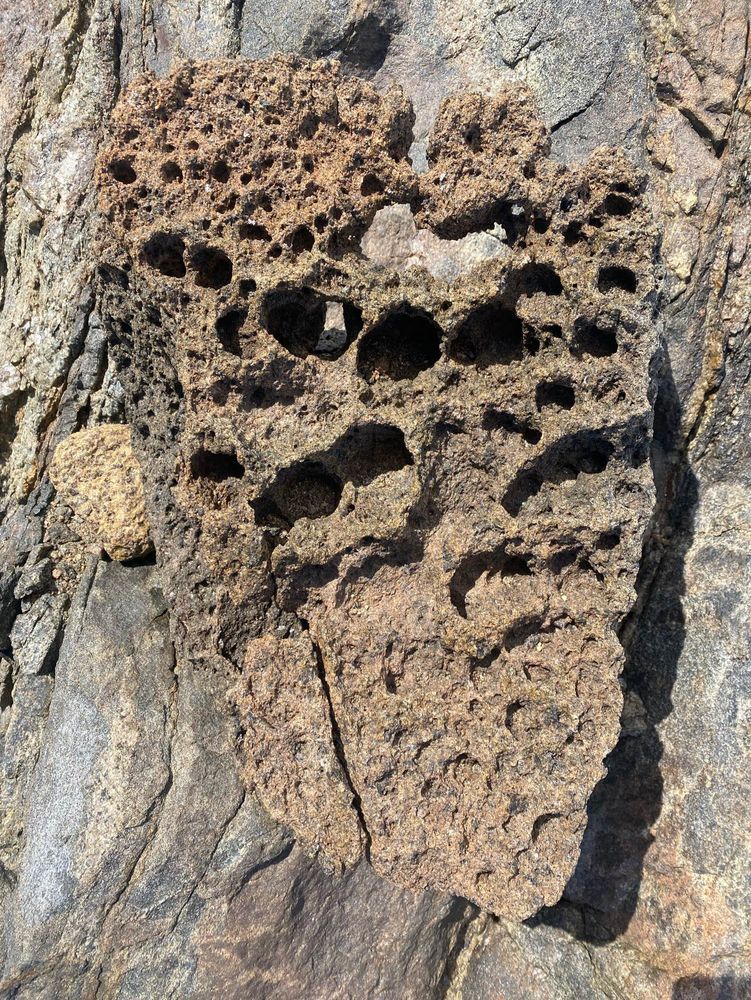 A rock with honeycomb holes; Bunger Hills Antarctica 